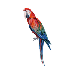 THATS MINE WALLSTICKER MANUEL THE PARROT Multicolor - Thats Mine