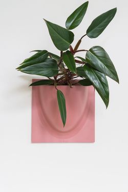 VERTIPLANT Dus rosa - Verti copenhagen