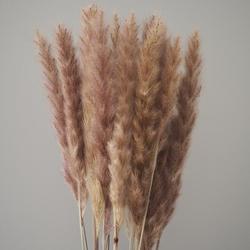 Tail Reed mini Natur - floradekor