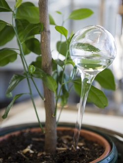 Selvvanningskule til 2 planter - 28cm  Klart glass - Muurla