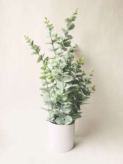 Eucalyptus m/Potte H65 Cm ikke relevant - Trend Design