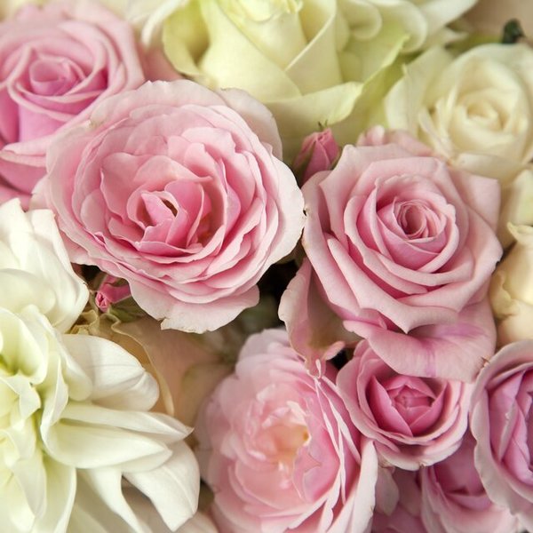 Kaffe Servietter 25x25cm, 20stk