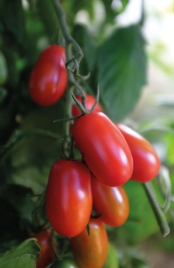 Tomat, Høy - Ravello F1 ikke relevant - Nelson Garden