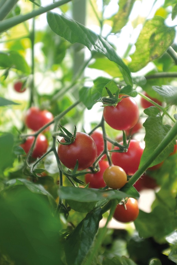 Tomat, Busk - Baby Boomer F1