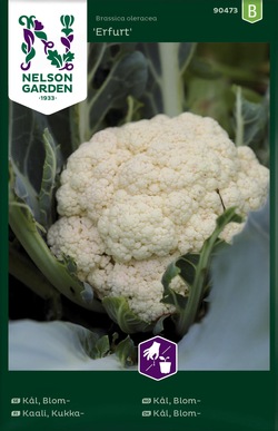 Kål, Blom - Erfurt ikke relevant - Nelson Garden