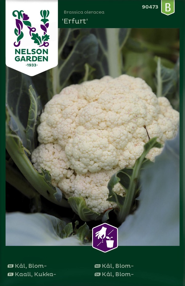 Kål, Blom - Erfurt