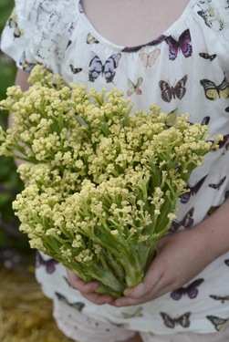 Kål, Blom - Blumini ikke relevant - Nelson Garden