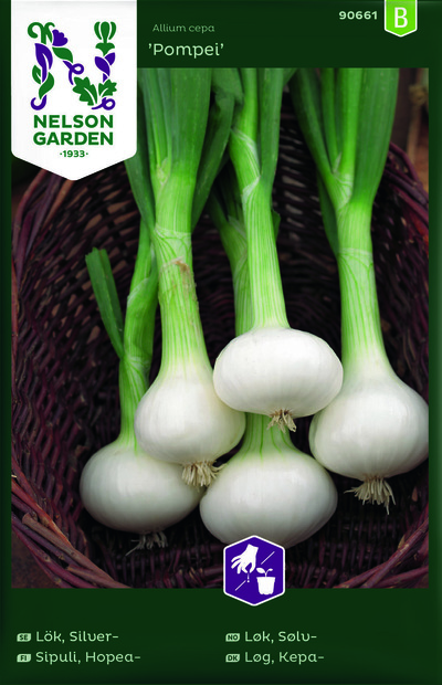 Løk, Sølv - Pompei ikke relevant - Nelson Garden