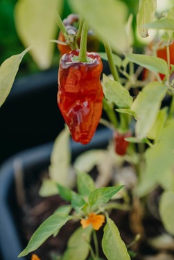 Chillipepper - Padron ikke relevant - Nelson Garden