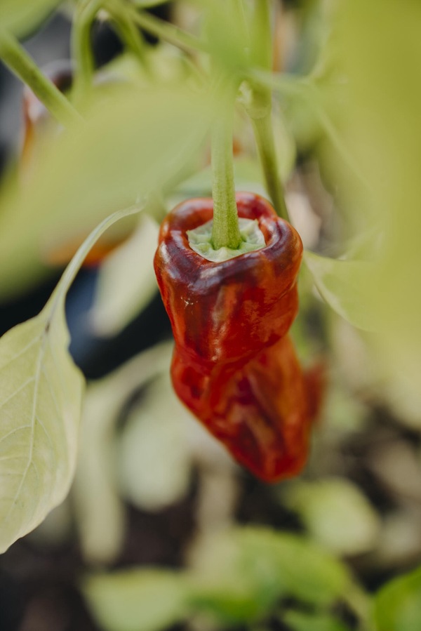 Chillipepper - Padron