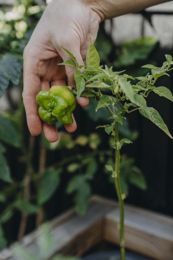 Chilipepper - Jamaican Bell