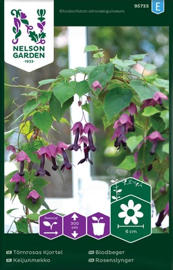 Blodbeger  ikke relevant - Nelson Garden