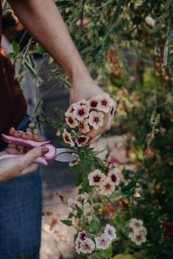 Sommerfloks - Cherry Caramel