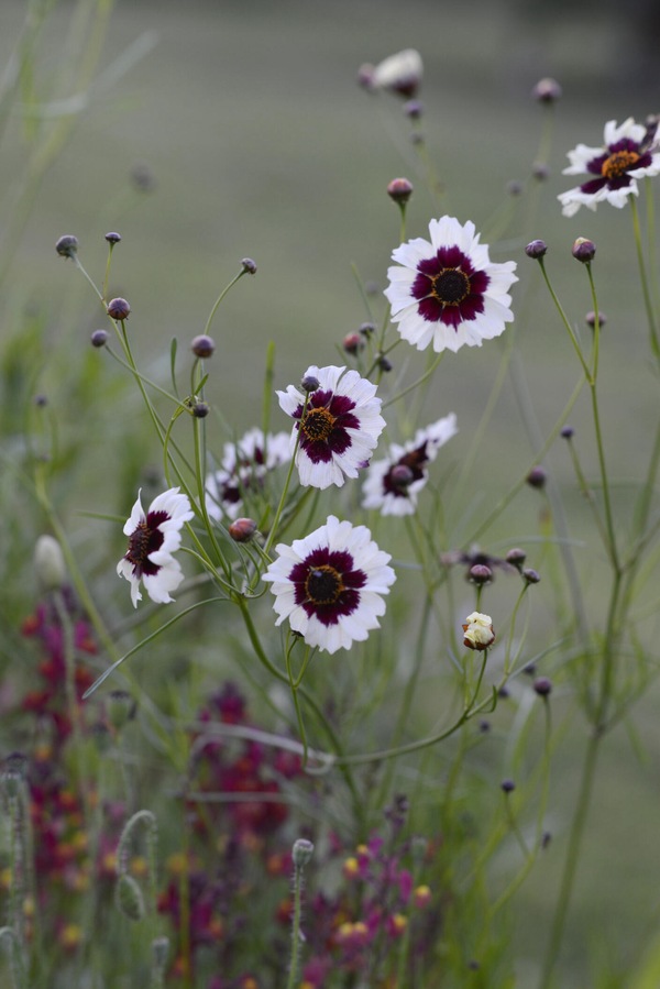 Purpurøye - Incredible Swirl