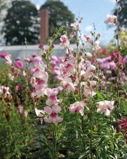 Prydløvemunn - Lucky Lips ikke relevant - Nelson Garden