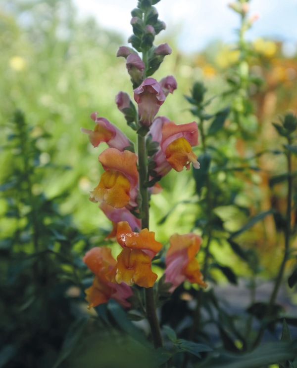 Prydløvemunn - Opus Early Bronze F1